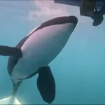 El juego de las orcas: perseguir y golpear barcos