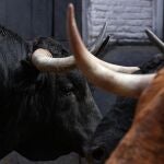 Estos son los espectaculares toros de Santiago Domecq para la corrida de hoy en Las Ventas