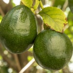 Algunas frutas son consideradas superalimentos por la gran cantidad de nutrientes y beneficios para la salud y sus propiedades que nos invitan a una vida saludable