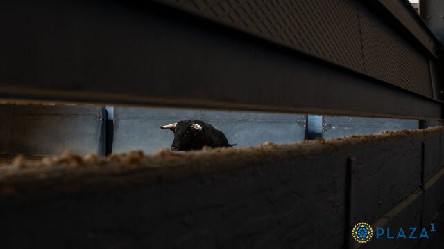 Estos son los toros de Los Espartales para la corrida de rejones de esta tarde