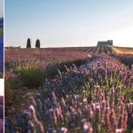 Así será el primer festival de la lavanda en la Alcarria de Madrid