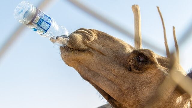 La OCU dicta sentencia: este es el mejor agua embotellada del supermercado