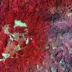 Vista aérea del bosque de Ngoye tomada con drones y procesada (no es su color real)