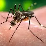 El dengue es una infección vírica transmitida a los humanos por la picadura de mosquitos infectados