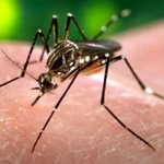El dengue es una infección vírica transmitida a los humanos por la picadura de mosquitos infectados