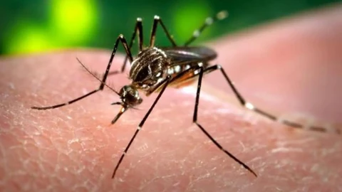 El dengue es una infección vírica transmitida a los humanos por la picadura de mosquitos infectados