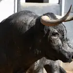 Estos son los temibles toros de José Escolar para la corrida de este martes 4 de junio en Las Ventas