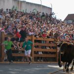 "Comediante", toro enmaromado de Benavente, completó el recorrido de una tradición de más de 500 años
