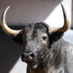 Estos son los ofensivos toros de Adolfo Martín para la corrida de este jueves 6 de junio