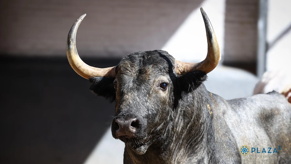 Estos son los ofensivos toros de Adolfo Martín para la corrida de este jueves 6 de junio