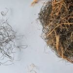 Un estudio de la UV en aves de espacios agrícolas demuestra que más del 70% de sus nidos contienen residuos plásticos