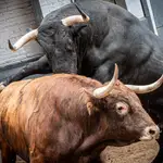 Estos son los variopintos toros de Román Sorando que se lidiarán hoy en Las Ventas