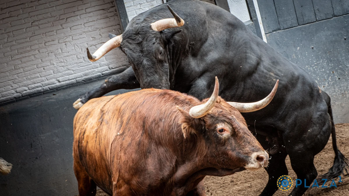 Estos son los variopintos toros de Román Sorando que se lidiarán hoy en Las Ventas