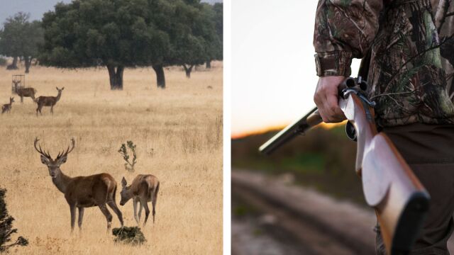 Una imagen del interior del Parque Nacional de Cabañeros y otra de un cazador portando un fusil