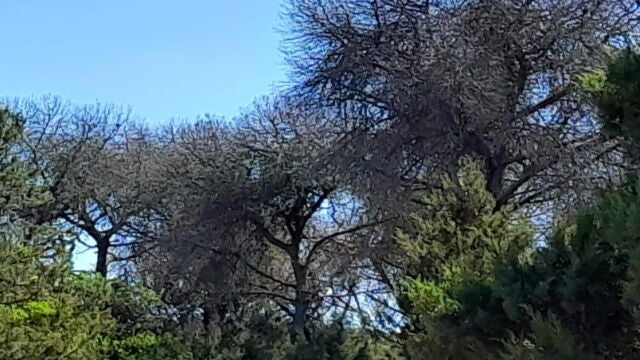 Ecologistas en Acción denuncia la "alarmante" muerte de pinos en Doñana afectando ya al Parque Nacional en Marismillas