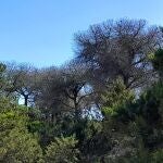Ecologistas en Acción denuncia la "alarmante" muerte de pinos en Doñana afectando ya al Parque Nacional en Marismillas