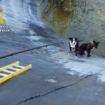 Los animales quedaron atrapados sin posibilidad de salir debido a lo resbaladizo del material