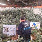 Desmantelan 3 plantaciones de marihuana en Guadalajara: 11 detenidos y 6.000 plantas requisadas