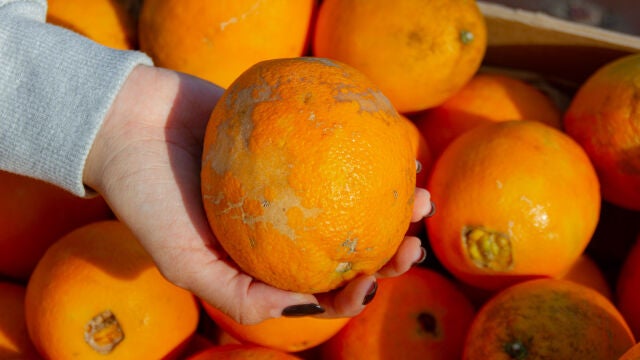 Naranjas. Frutas y verduras TALKUAL