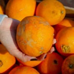 Naranjas. Frutas y verduras TALKUAL