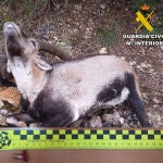 Ejemplar de macho de cabra montés abatida de forma ilegal en Albacete