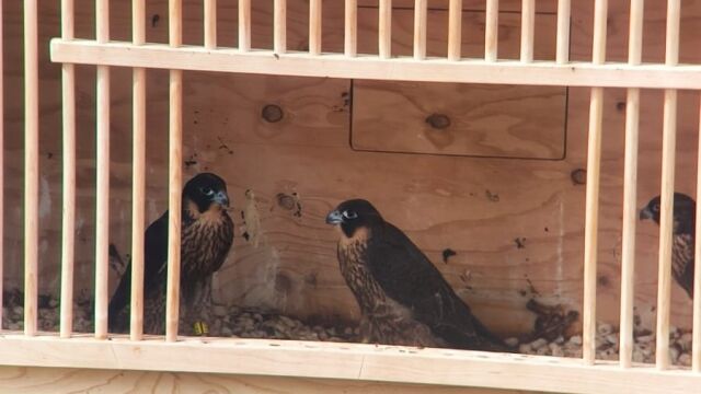 Tres nuevos halcones mantendrán controlada la población de palomas en el casco urbano