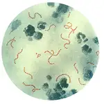 Bacteria del estreptococo del grupo A 