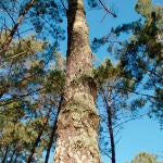 Uno de los árboles del "bosque Naturgy"