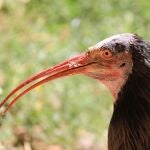 Estos son los animales más raros que te puedes encontrar si vives en España