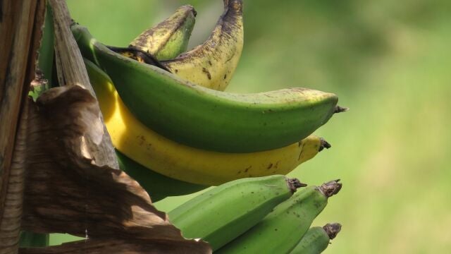Plátano de Canarias