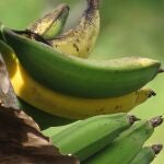 Plátano de Canarias