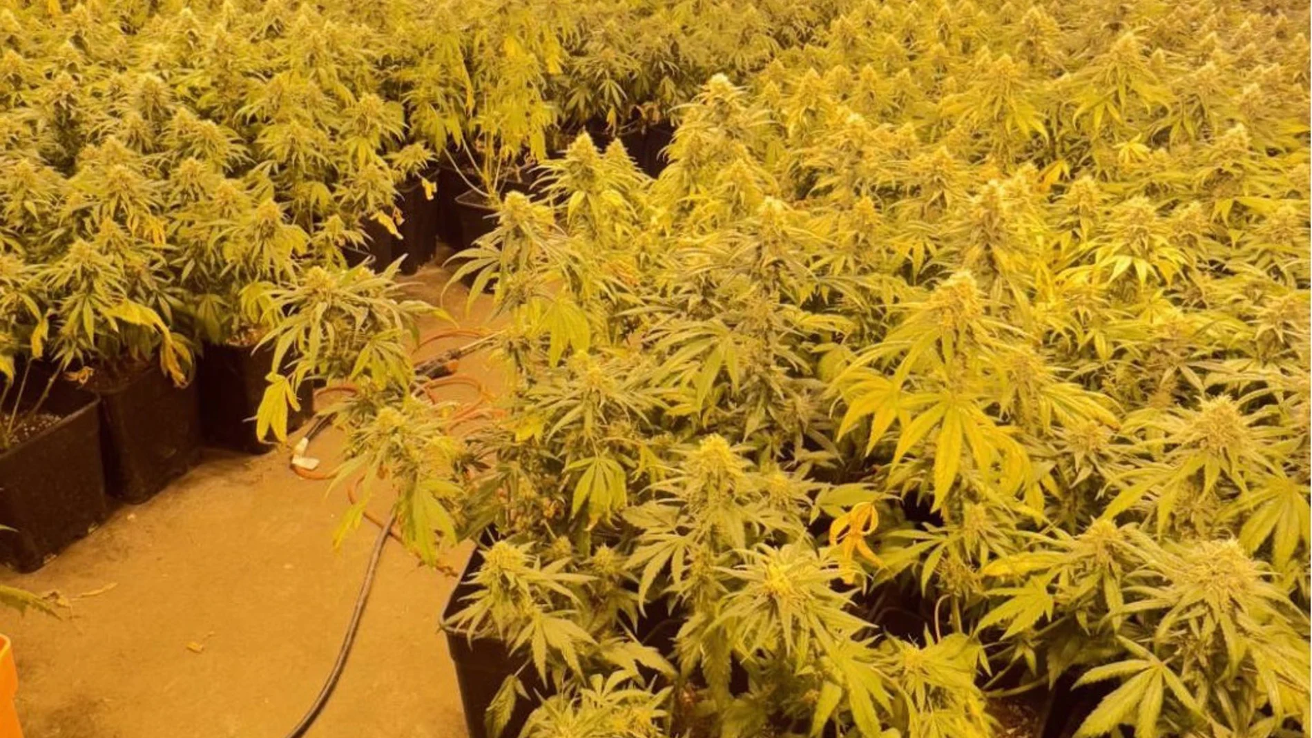 MURCIA.-Sucesos.- Detienen a 14 personas por tráfico de drogas en 11 registros en Murcia, Cartagena y Molina de Segura
