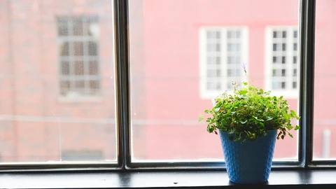 Plantas que debes tener en tu casa para mantener alejadas a las moscas este verano