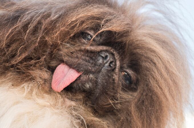 Un pekinés se ha coronado en California como "el perro más feo del mundo"