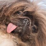 Un pekinés se ha coronado en California como "el perro más feo del mundo"