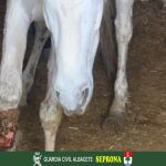 Un vecino de Albacete es investigado por tener en pésimas condiciones higiénico-sanitarias a varios caballos en una explotación
