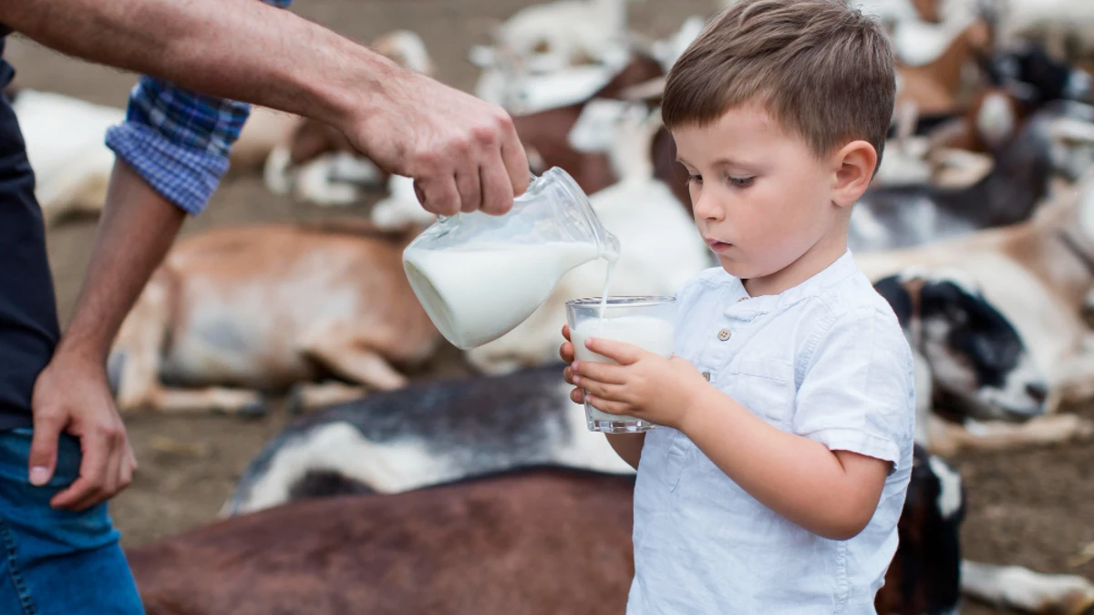 El virus de la gripe aviar llega a la leche de vaca cruda: cómo evitar el riesgo de contagio