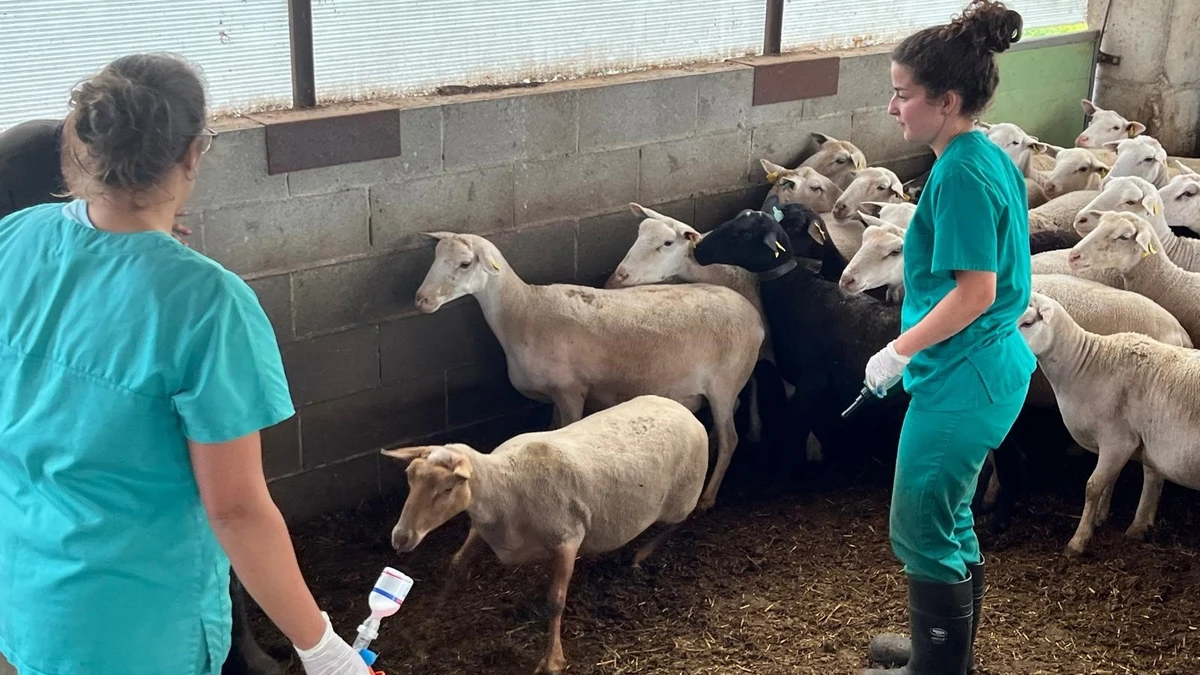 Alerta sanitaria: Cataluña empieza a vacunar vacas y ovejas contra la lengua azul