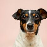 Empapadores de perros: ¿qué son y cómo elegir el mejor para nuestra mascota?