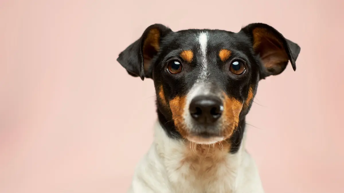 Empapadores de perros: ¿qué son y cómo elegir el mejor para nuestra mascota?