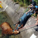 Rescate de la vaca