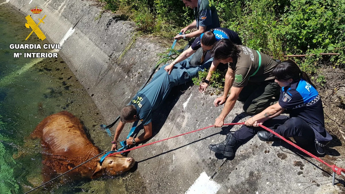 Rescatan a una vaca que cayó accidentalmente a un canal en Palencia