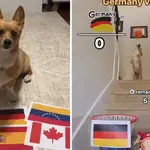 El perro que acertó la Champions predice quien será el ganador del España-Alemania