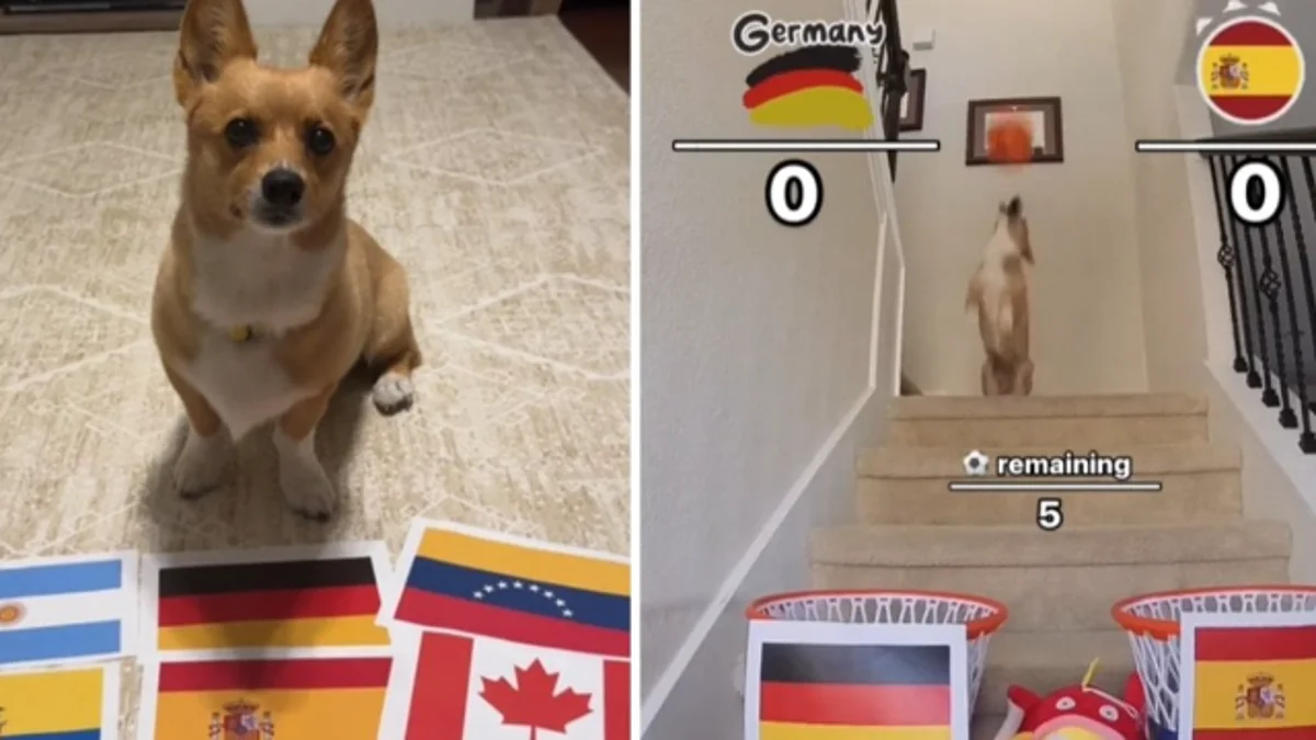 El perro que acertó la Champions predice quien será el ganador del España-Alemania