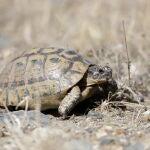 Medio Ambiente pone en marcha el Plan de Conservación de la Tortuga Mora con su exposición en Portal de la Transparencia