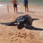 Cadáver de la tortuga hallado en Punta Umbría (Huelva)
