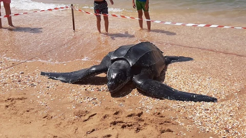 Cadáver de la tortuga hallado en Punta Umbría (Huelva)