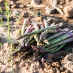 Estos espárragos cultivados en esta zona de Castilla-La Mancha ya cuentan con Denominación de Origen Protegida