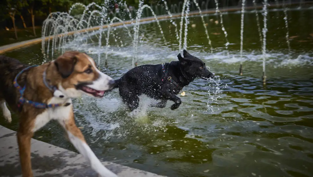 Varios perros se refrescan en una fuente de Madrid Rio debido a las altas temperaturas.