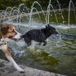 Varios perros se refrescan en una fuente de Madrid Rio debido a las altas temperaturas.